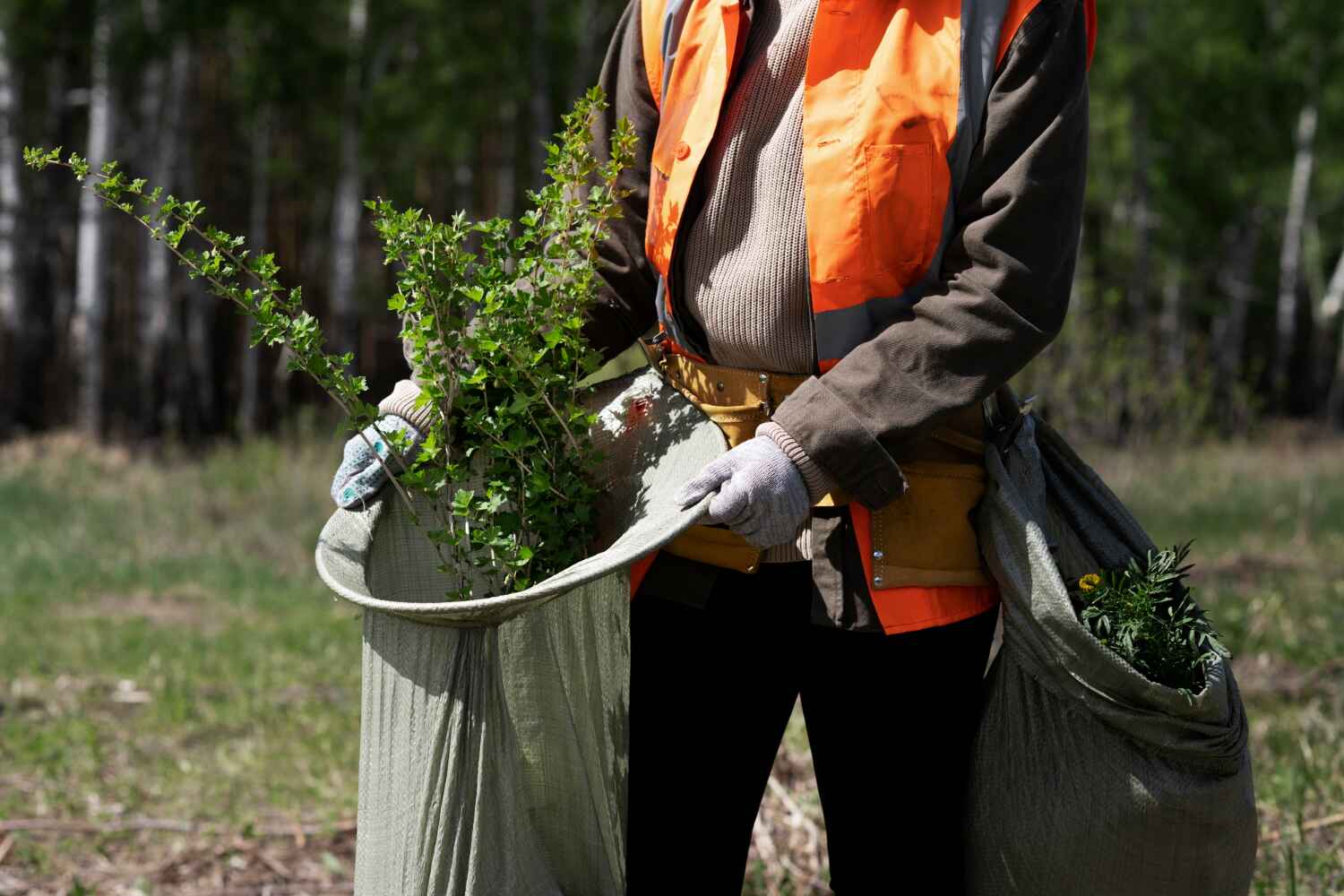 The Steps Involved in Our Tree Care Process in Brookside Village, TX